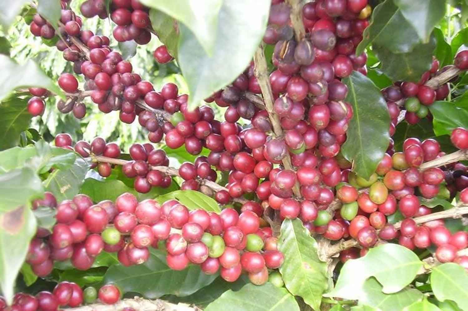 Caffè Specialty Brasile Rubi Naturale