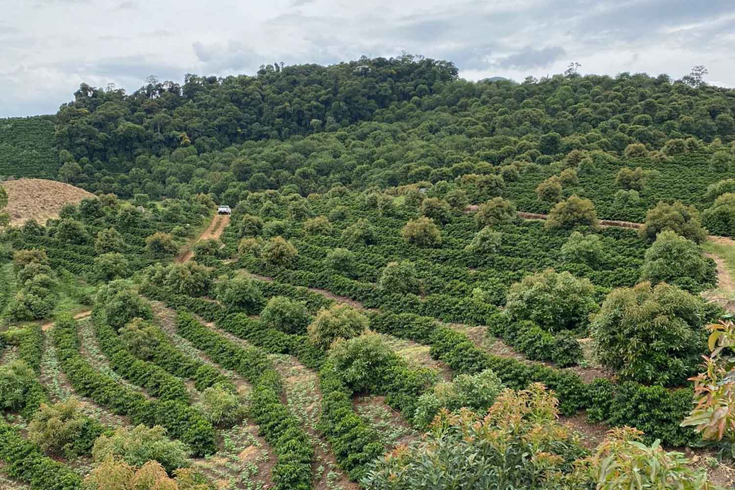 Caffè Specialty Brasile Rubi Naturale
