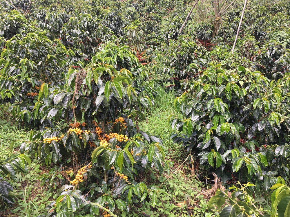 PERÙ - EL DIAMANTE - LAVATO